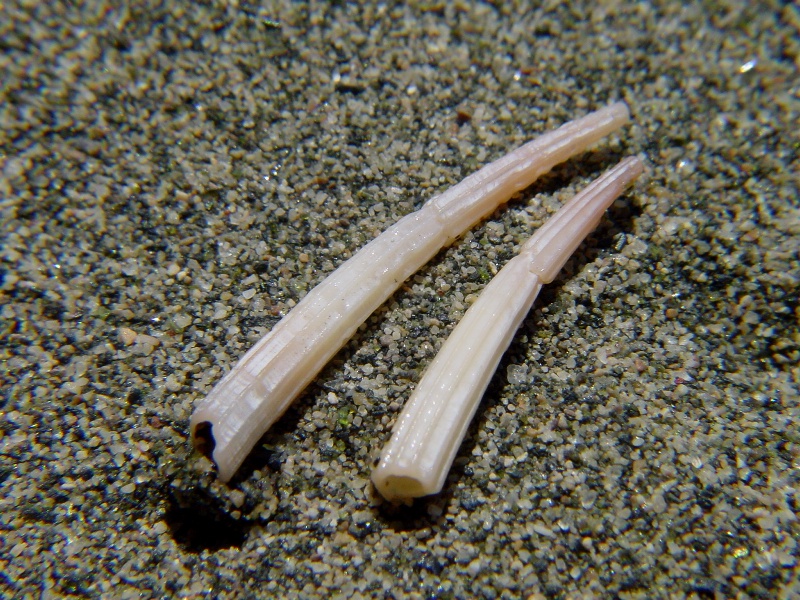 Antalis inaequicostatum